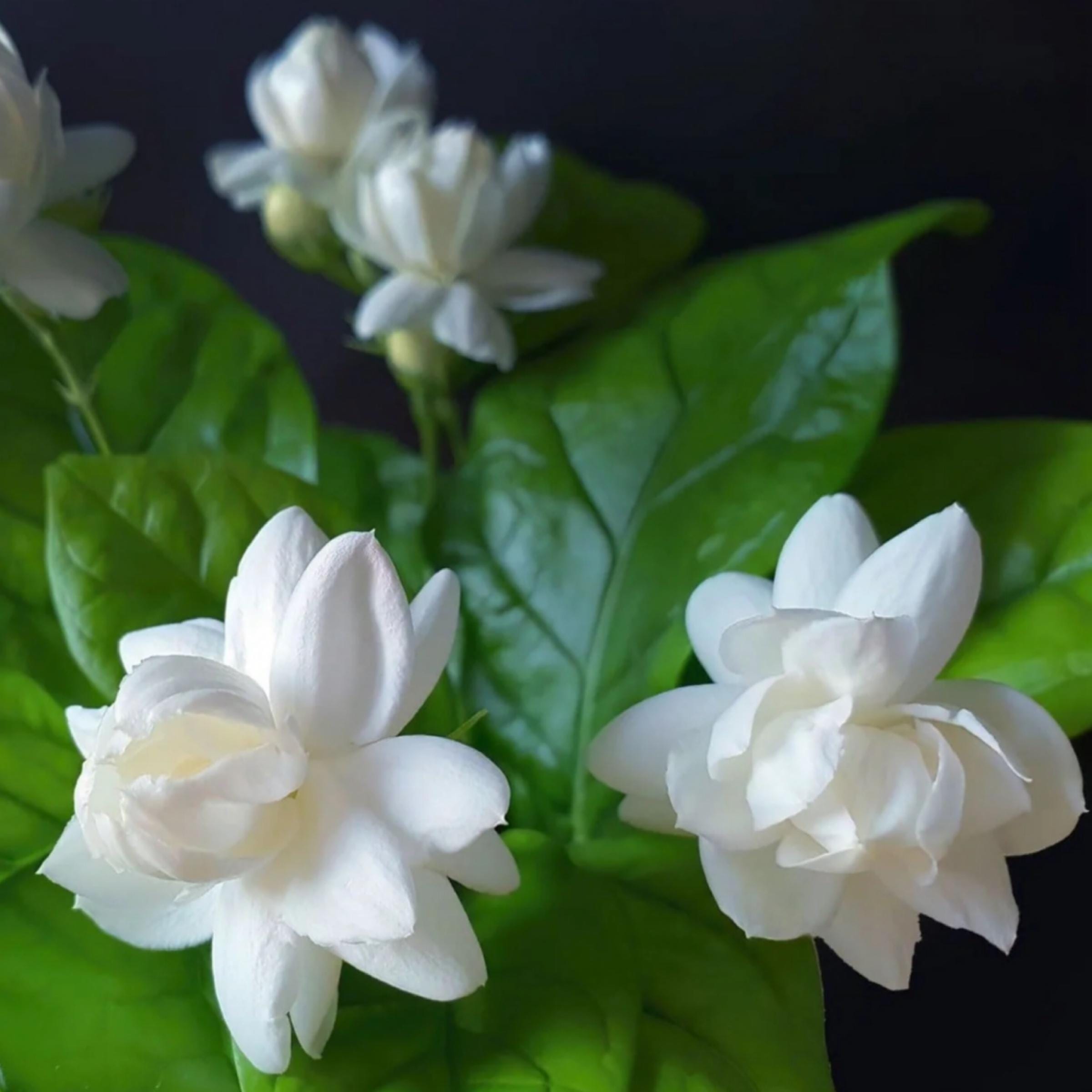 Jasmine Sambac Absolute, Organic, Pure, Natural