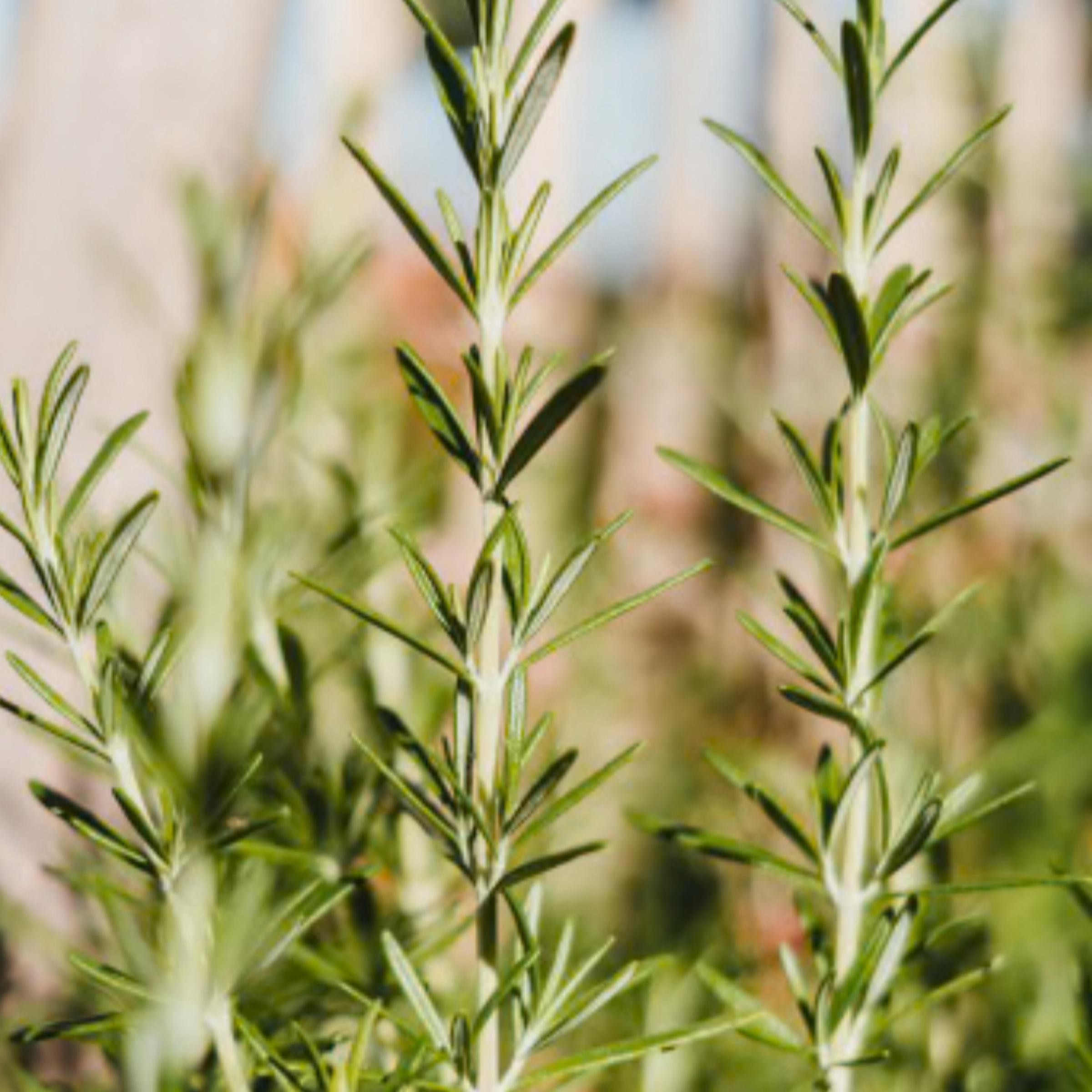 Rosemary Essential Oil, Organic, 100% Pure, Natural