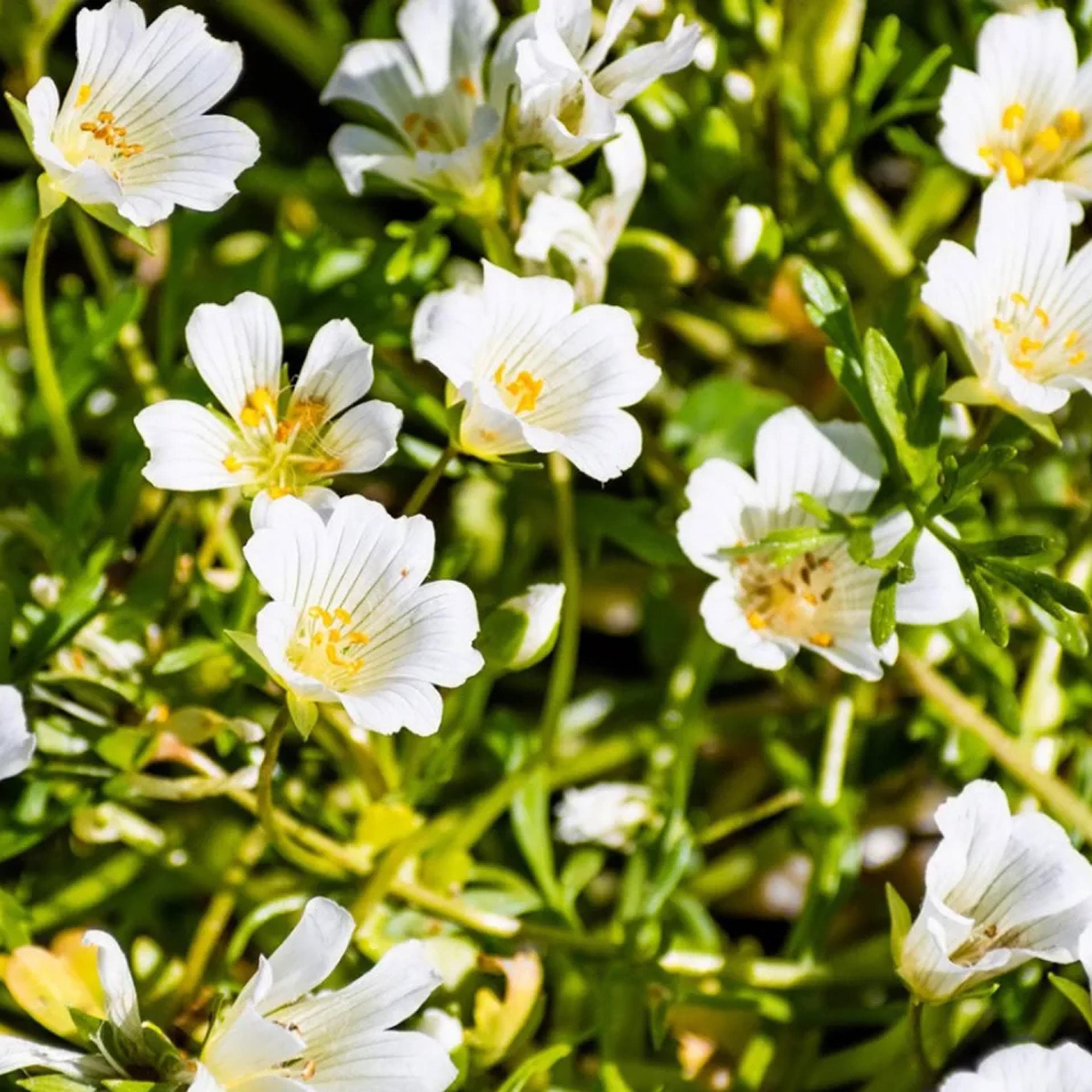 Meadowfoam Seed Oil, Organic, Cold Pressed, Unrefined, Natural