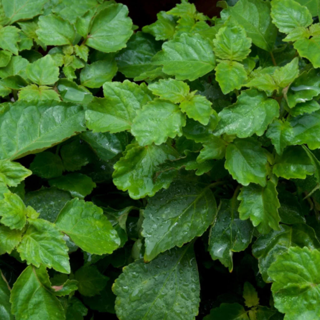 Patchouli Essential Oil, Organic, 100% Pure, Natural