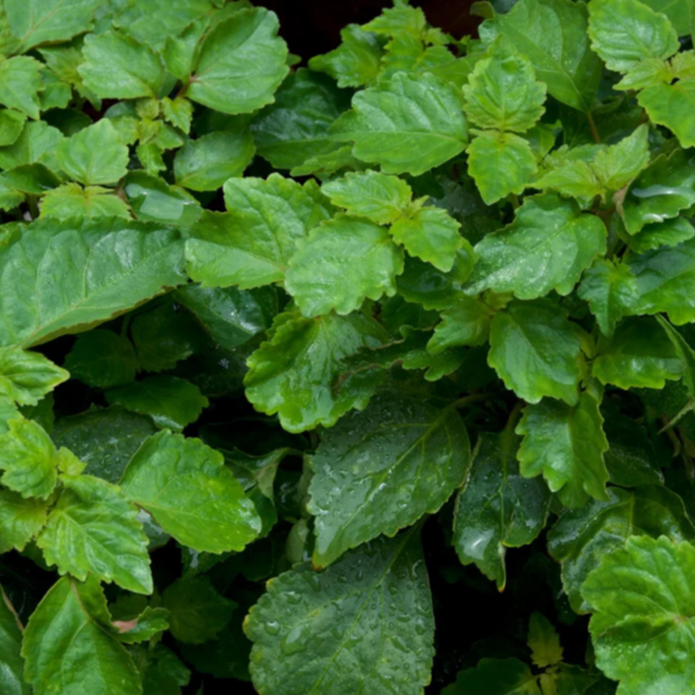 Patchouli Essential Oil, Organic, 100% Pure, Natural