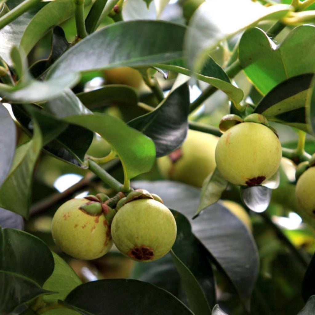 Mangosteen Seed Oil, Organic, Cold Pressed, Unrefined, Natural