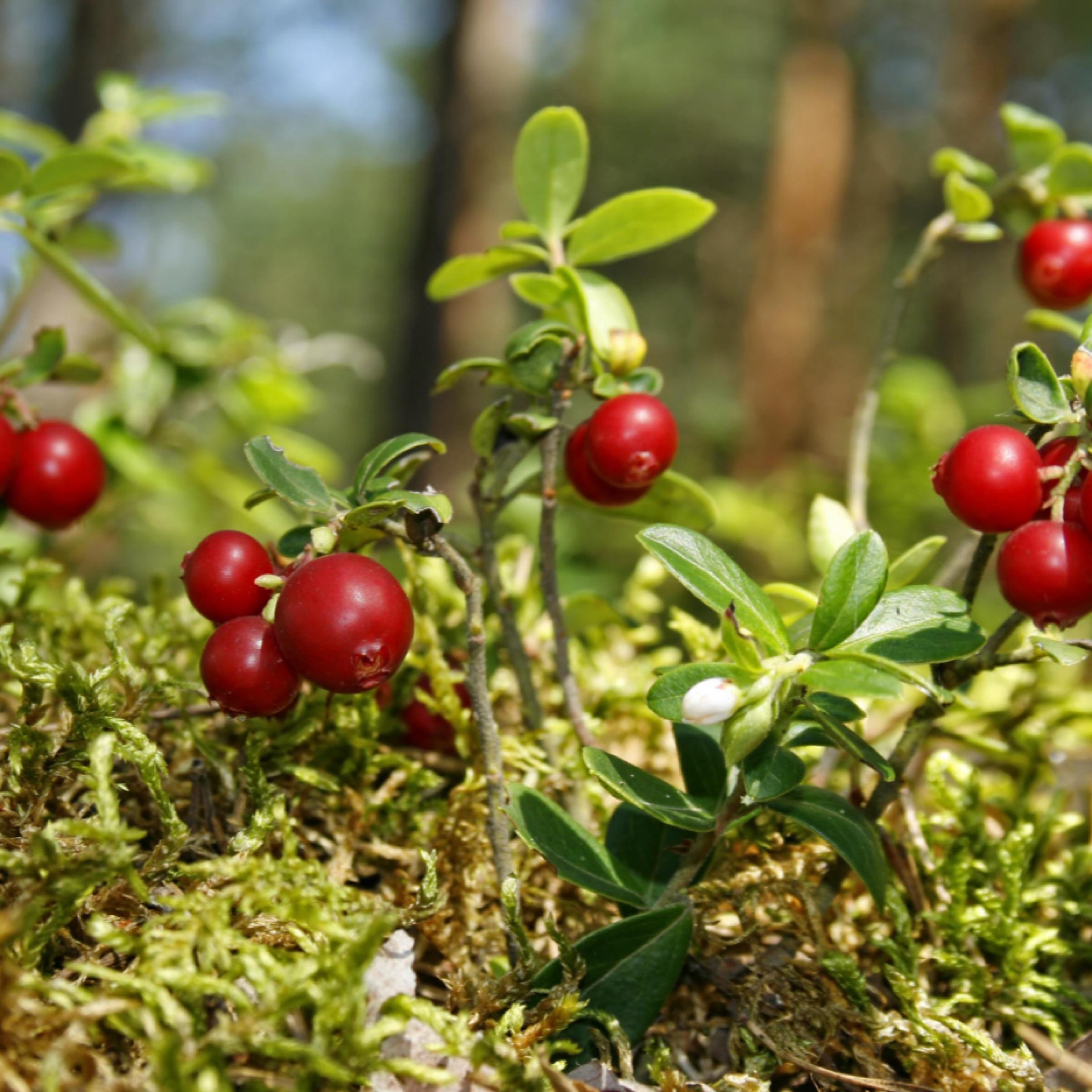 Cranberry Seed Oil, Organic, Cold Pressed, Unrefined, Natural