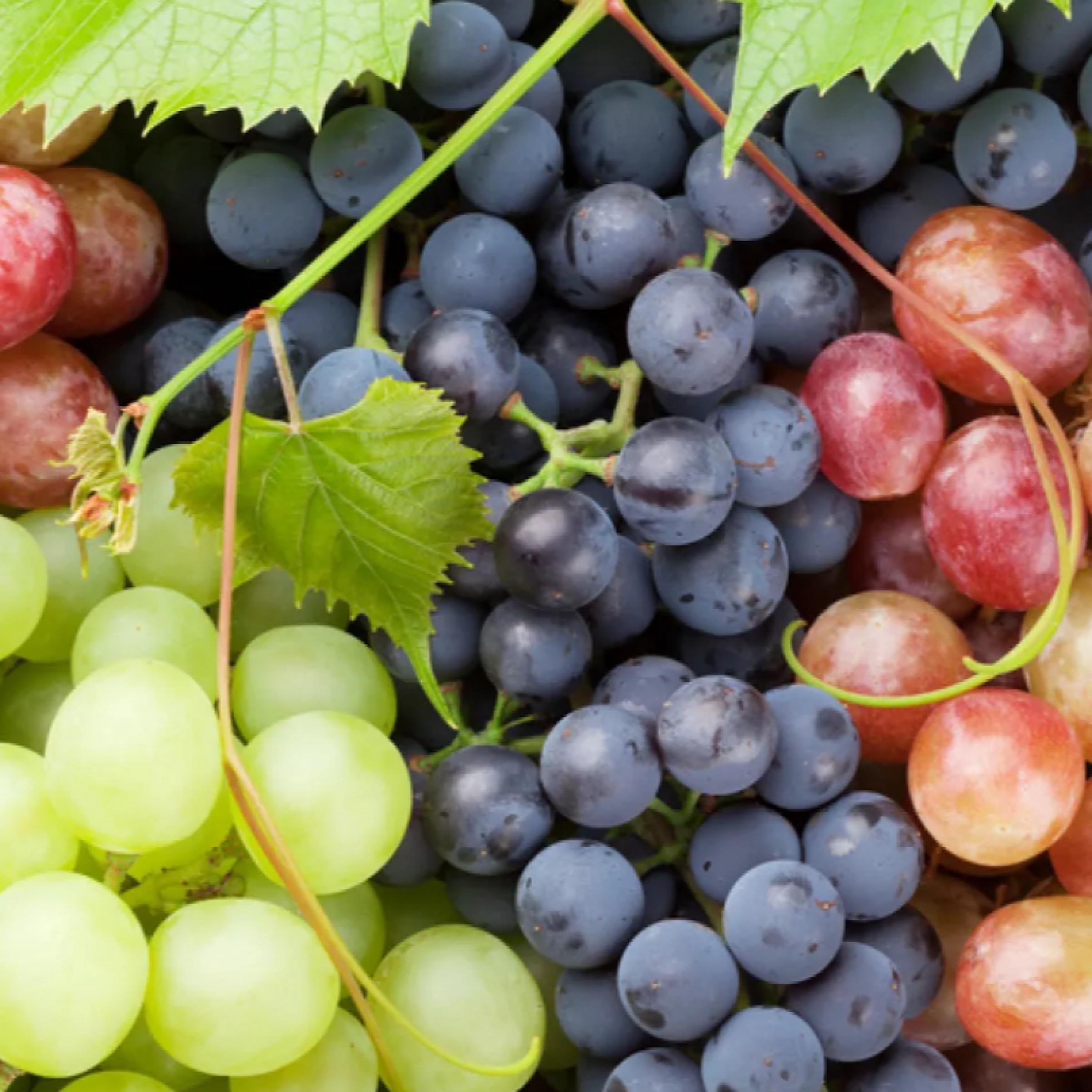Grape Seed Oil, Organic, Cold Pressed,  Unrefined, Natural