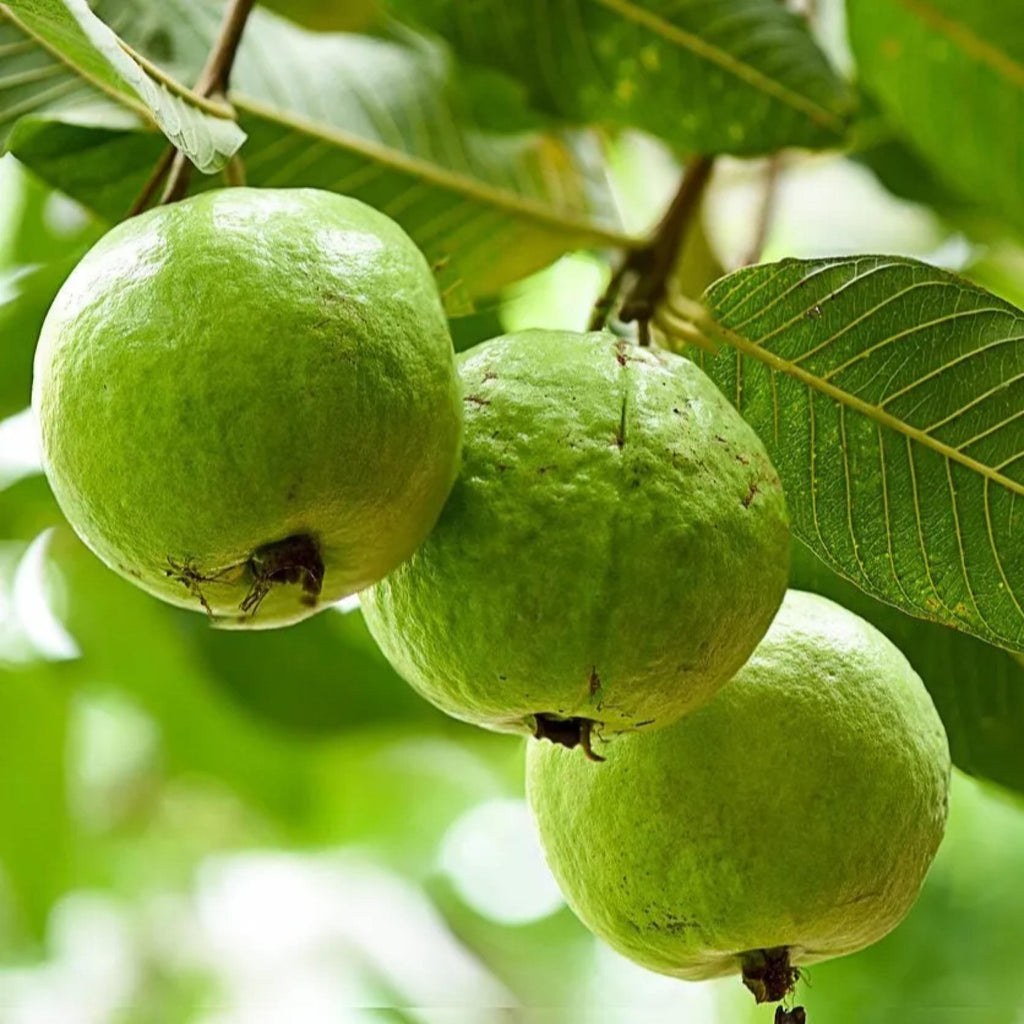 Guava Seed Oil, Organic, Cold Pressed, Unrefined, Natural