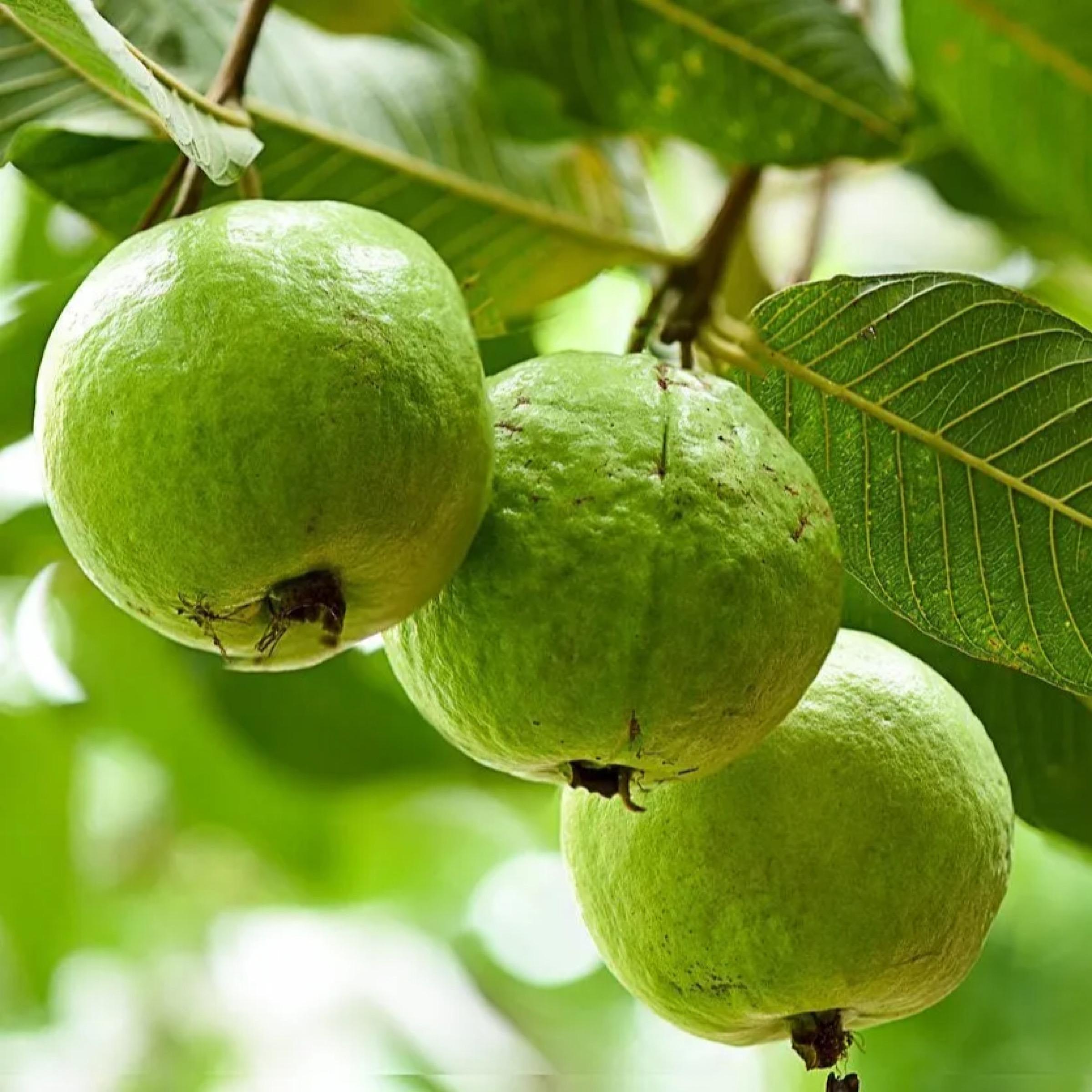 Guava Seed Oil, Organic, Cold Pressed, Unrefined, Natural