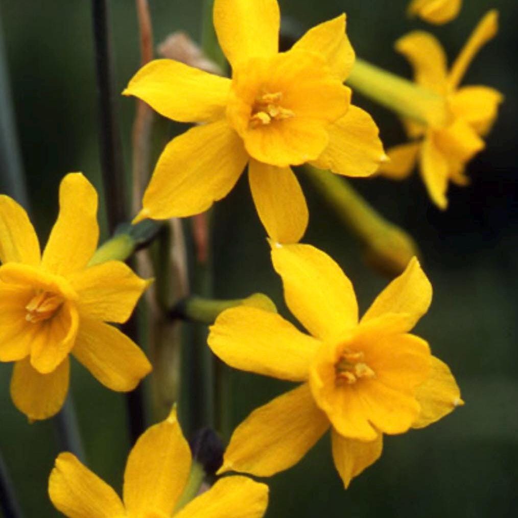 Jonquil Absolute, Organic, 100% Pure, Natural
